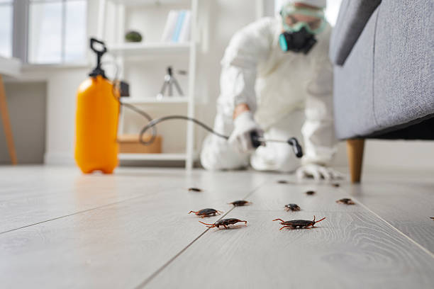 Affordable Cockroach Control solutions in Oxford, MI